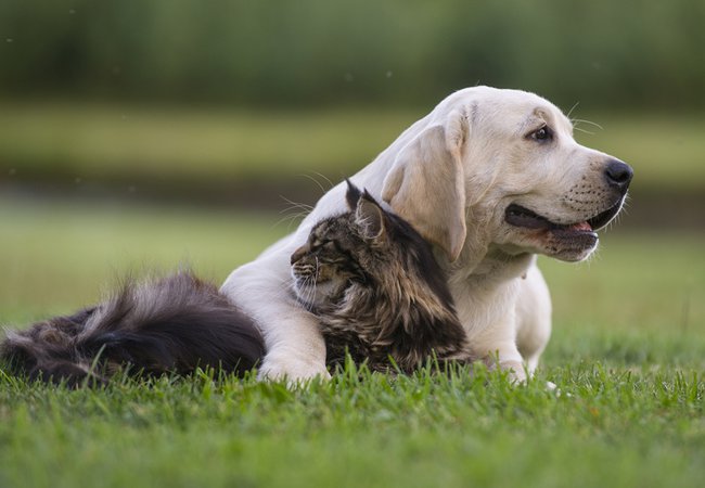 dog and cat on the grass
